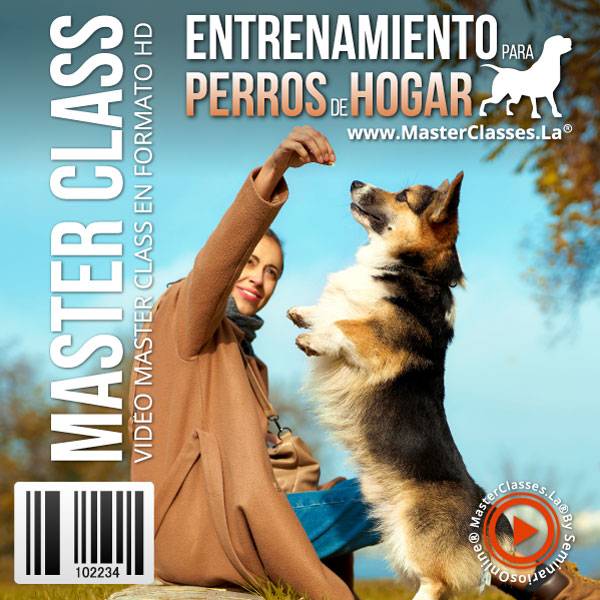 Entremaniento Para Perros De Hogar