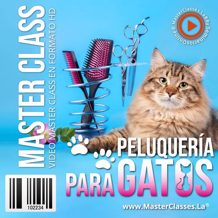 peluquería para gatos